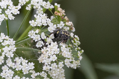 Myzinum obscurum