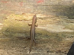 Sphenomorphus maculatus