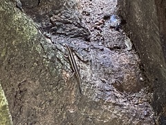 Sphenomorphus maculatus