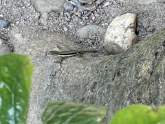 Sphenomorphus maculatus