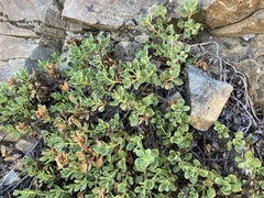 Penstemon davidsonii