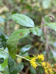 Stigmella rosaefoliella