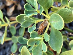 Penstemon davidsonii