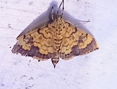 Portentomorpha xanthialis