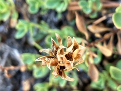 Penstemon davidsonii