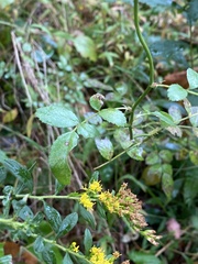 Stigmella rosaefoliella