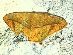 Prochoerodes lineola