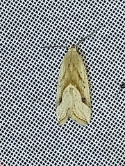 Micrathetis
