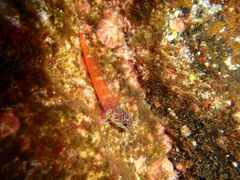 Tripterygion melanurus