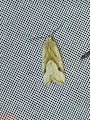 Micrathetis