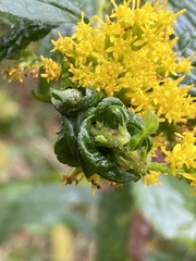 Procecidochares atra