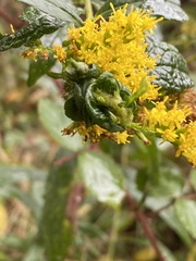 Procecidochares atra