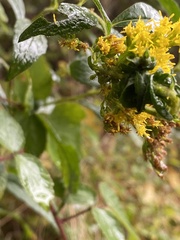 Procecidochares atra