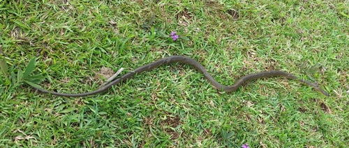 Common Tree Snake sighting