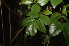 Pandorea floribunda