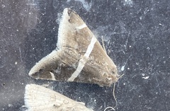 Bastilla arctotaenia