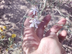 Stephanomeria pauciflora