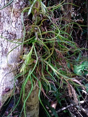 Tillandsia bulbosa