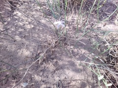 Stephanomeria pauciflora