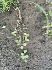 Bacopa rotundifolia