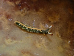 Thuridilla carlsoni