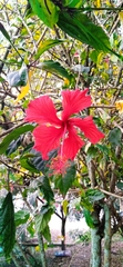 Hibiscus rosa-sinensis