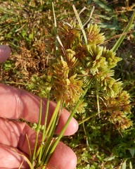 Cyperus surinamensis
