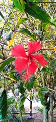 Hibiscus rosa-sinensis
