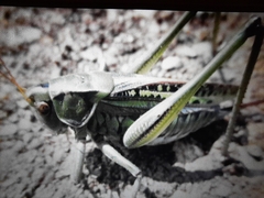 Gampsocleis sedakovii