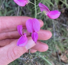 Lathyrus vestitus alefeldii