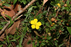 Hibbertia diffusa