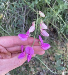 Lathyrus vestitus alefeldii