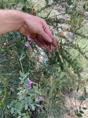 Lathyrus vestitus alefeldii