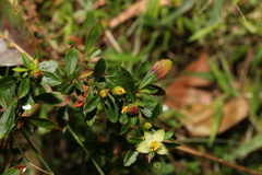 Hibbertia diffusa