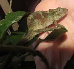 Bradypodion caeruleogula