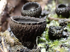Plectania rhytidia