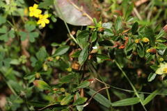 Hibbertia diffusa