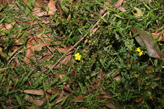 Hibbertia diffusa
