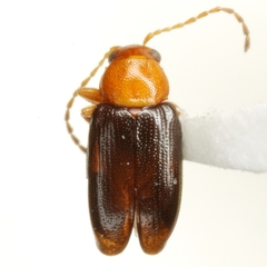 Dysphenges penrosei