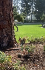 Sciurus niger