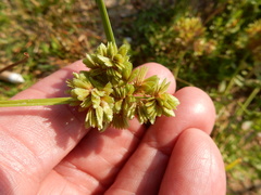 Cyperus surinamensis