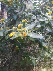 Verbesina sphaerocephala