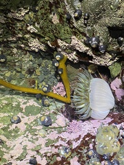 Anthopleura xanthogrammica