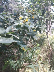 Verbesina sphaerocephala