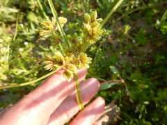 Cyperus surinamensis