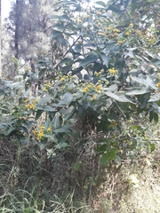 Verbesina sphaerocephala