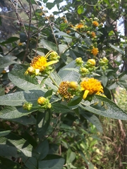 Verbesina sphaerocephala