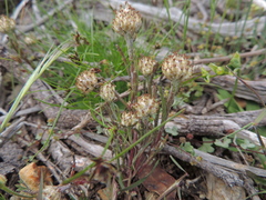 Blennospora drummondii