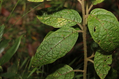 Solanum stelligerum