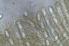 Plectania rhytidia